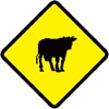 Cow Crossing