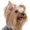 Educational & Fun, Yorkies brings you the cutest Yorkshire Terrier Photos, Videos and Fun Facts together in a fantastically fun application