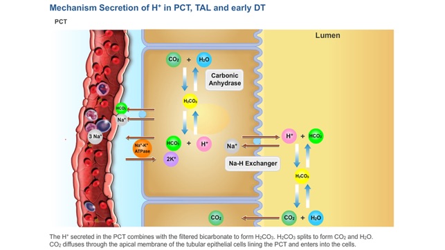 Physiology Learning Pro