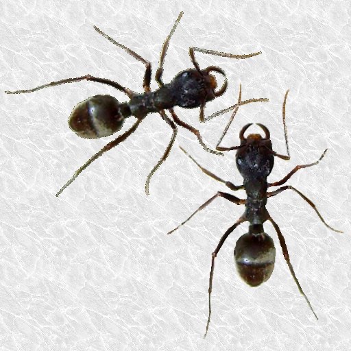 Find Ants iOS App