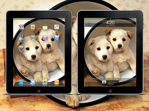 Cool Dog Wallpapers HD Lite screenshot 3