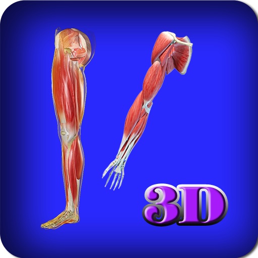 3D Human UpperLimb And Leg_Muscle