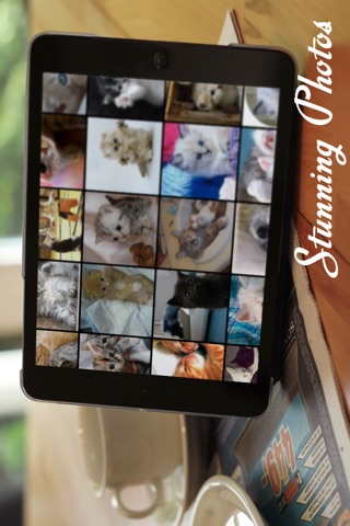 Cats™ screenshot 3