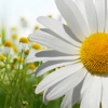 Flowers Slider Puzzle HD