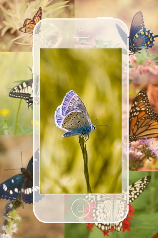 My Butterflies - Info + Pictures screenshot 2