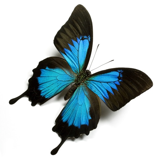 Butterfly Match iOS App