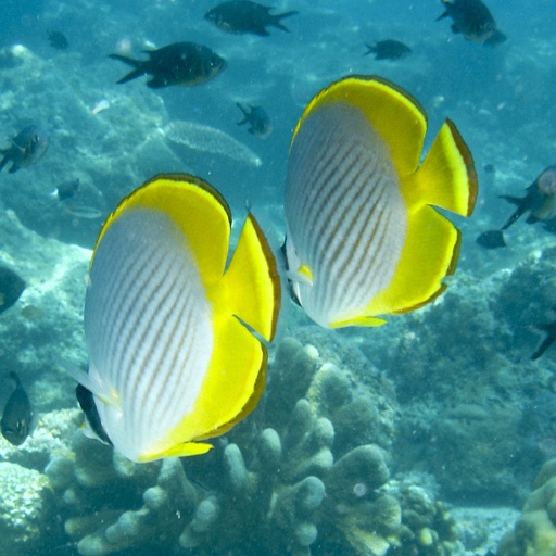 Reef Fish Lite iOS App