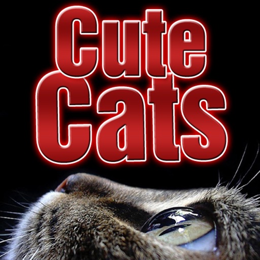 Cute Cats Wallpapers icon