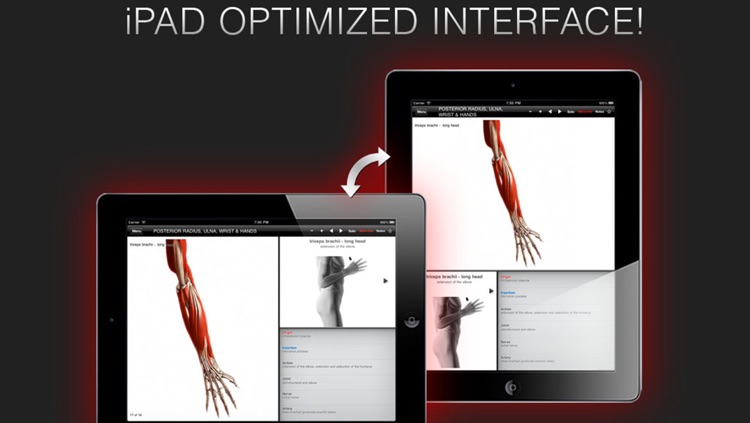 Anatomy In Motion - Complete - Muscle System Flashcards for iPhone and iPad