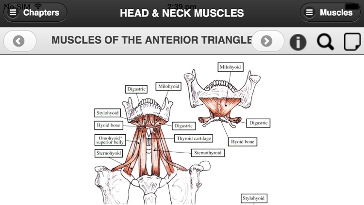 Flash Anatomy Head & Neck Muscles
