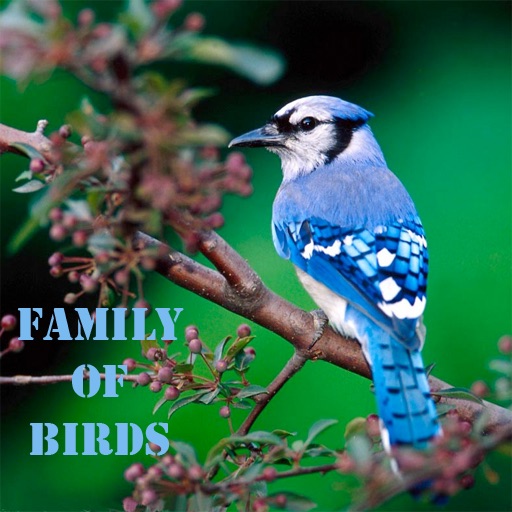 Family of Birds icon