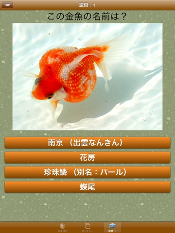 日本金魚図鑑 -Japanese goldfish-のおすすめ画像3