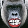 A Talking  Angry Gorilla for iPhone