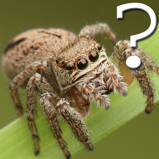 Araneae Spider Quiz icon