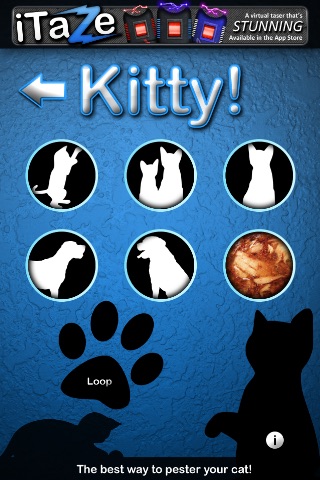 Kitty! Annoy your cat!