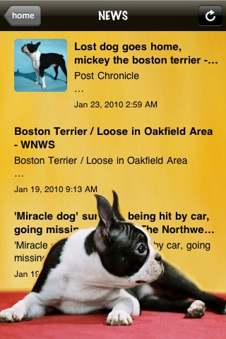 Bostons - Boston Terrier Fun