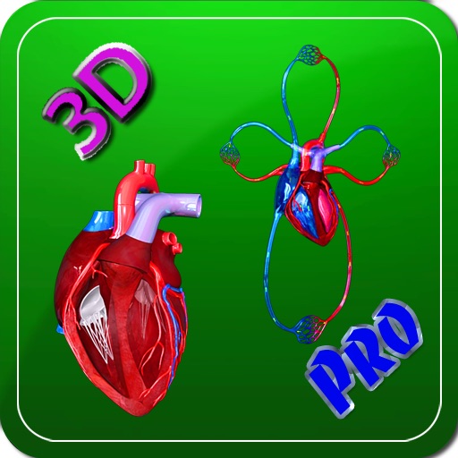 3D Human Heart & Blood Circulation HD