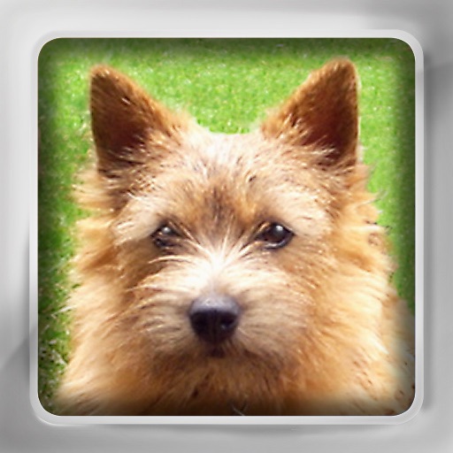 Dogs Flip: Flashcards of Dog Breeds iOS App