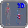 3D Human Circulation System And Heart Circulation HD
