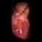 Virtual Heart lets you explore multiple real-time views of the human heart, using the same highly realistic visual elements as the iconic Giant Heart at the Museum of Science and Industry, Chicago