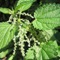 A glossary of common garden plants, herbs, shrubs, and grasses