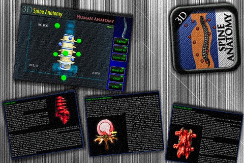 Anatomy Spine 3D screenshot 4