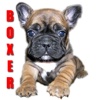 Boxers Dog Fun