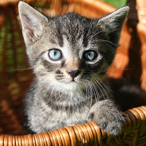 Kittens Slideshow & Wallpapers (HD) icon