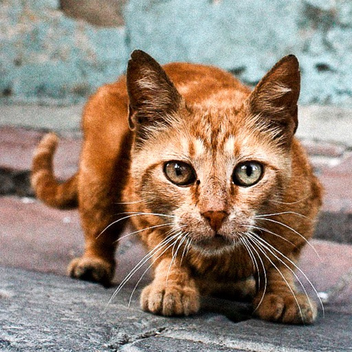 Street Cats of Istanbul