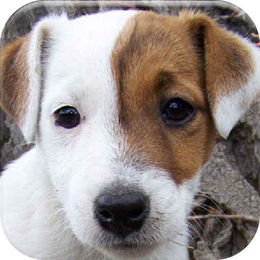 All about the Jack Russell icon