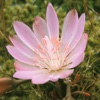 Northwest Mountain Wildflowers