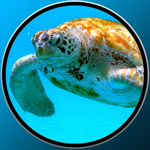 Turtles for babies icon