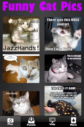 Funny Cat Pictures, Pics, & Videos screenshot 2
