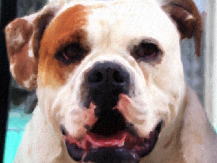 PhotoArtistaHD - Oil screenshot-4