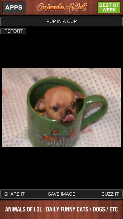 Animals of LoL : Funny Cats and Dogs