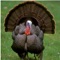 Call in turkeys like the experts