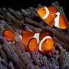 Aquarium Fish Tap Puzzles - free for iPad