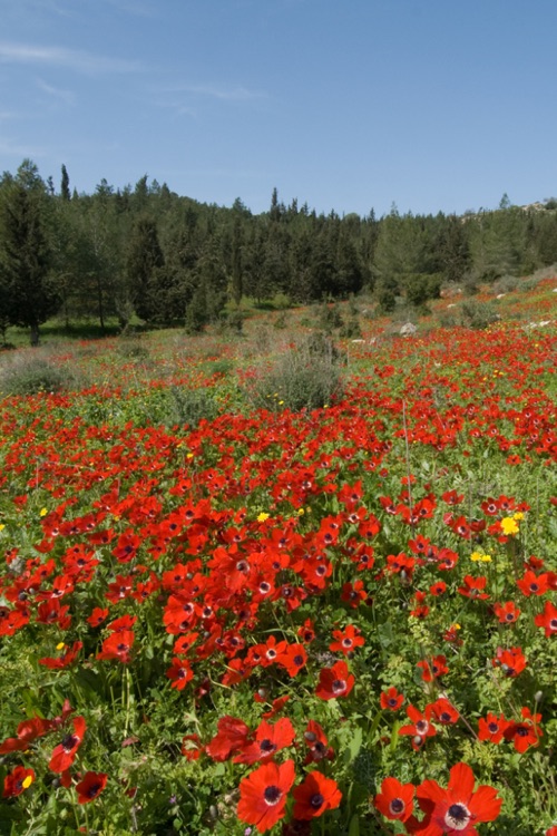 Beautiful Israel screenshot-4