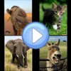 Animal Quiz HD for iPad