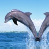 Dolphins!