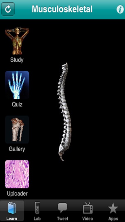 The Musculoskeletal System