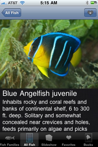 Reef Fish Florida and Caribbean