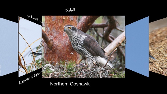 Birds Of Kuwait(圖3)-速報App