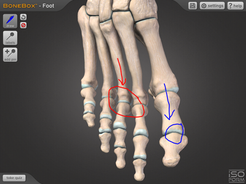 BoneBox Foot screenshot 4