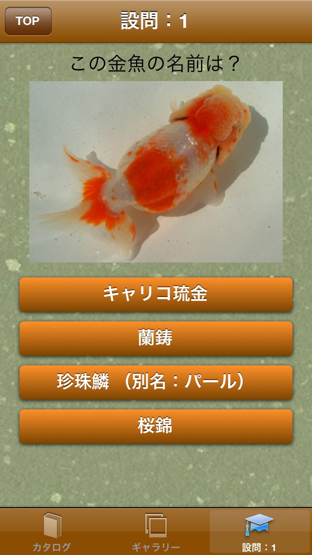 Telecharger 日本金魚図鑑 Japanese Goldfish Pour Iphone Ipad Sur L App Store Education