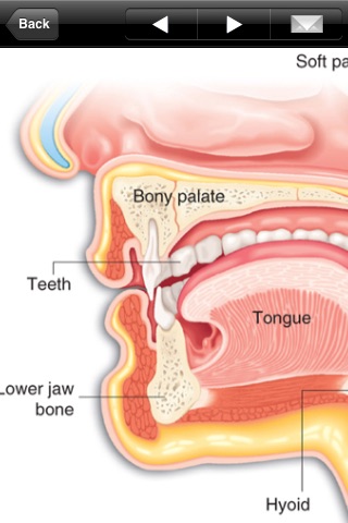 Miniatlas Anatomy