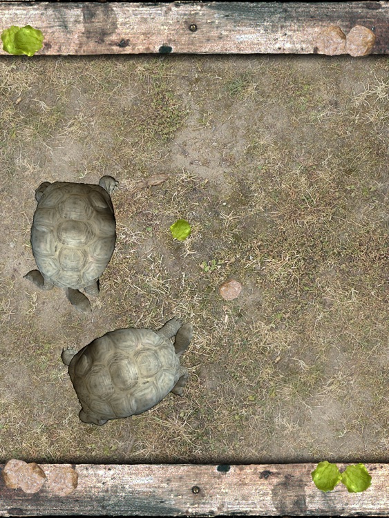 Pet Tortoise