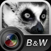 Aisu흑백 카메라 PC 용