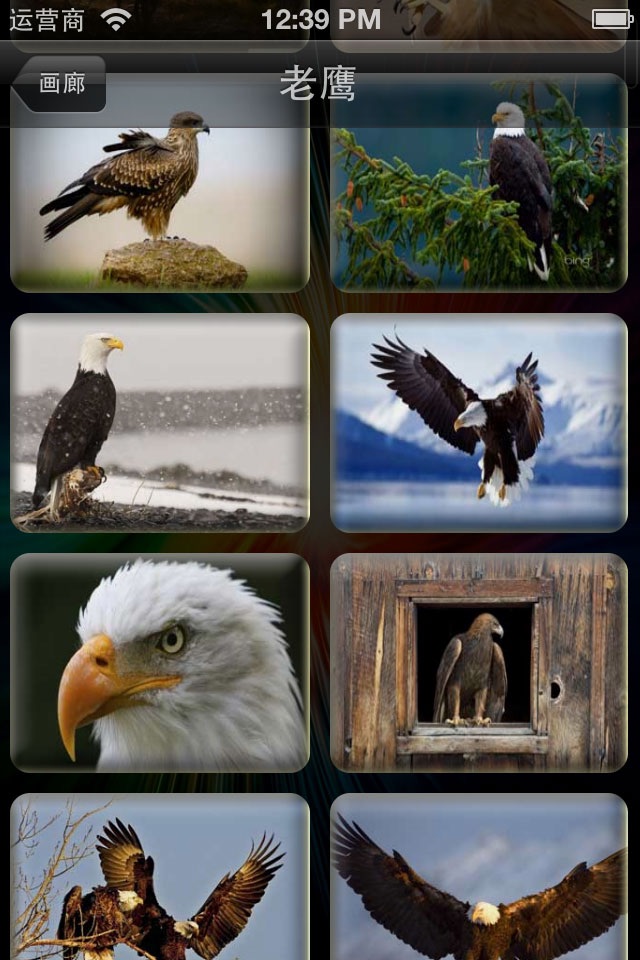 All Birds Wallpapers screenshot 2