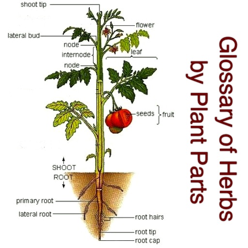 Glossary of Herbs by Plant Parts